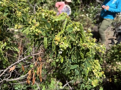 Senna gaudichaudii observed 2025-04-15