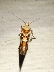 Aristotelia elegantella