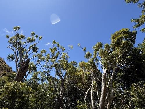 Dracaena rockii observed 2025-04-15