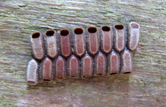 Marmessoidea