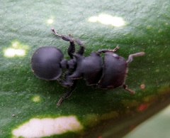 Cataulacus latissimus