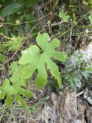 Sicyos erostratus