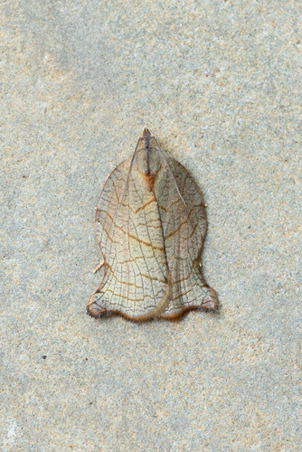 Archips Purpurana