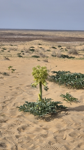Image of Ferula assa by (c) Анна Митрошенкова, some rights reserved (CC BY)