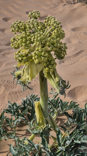 Image of Ferula assa by (c) Анна Митрошенкова, some rights reserved (CC BY)
