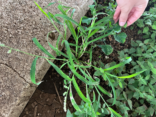 Echinochloa colonum observed 2025-04-16