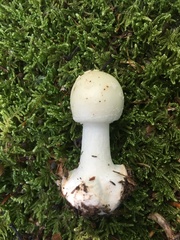 Amanita aestivalis