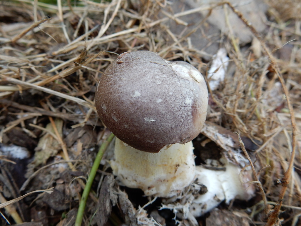 Stropharia rugosoannulata · April 2025 · photo: © rayjackson (iNaturalist, cc-by)