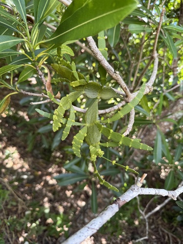 Korthalsella complanata observed 2025-04-15