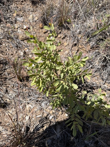 Santalum ellipticum observed 2025-04-15