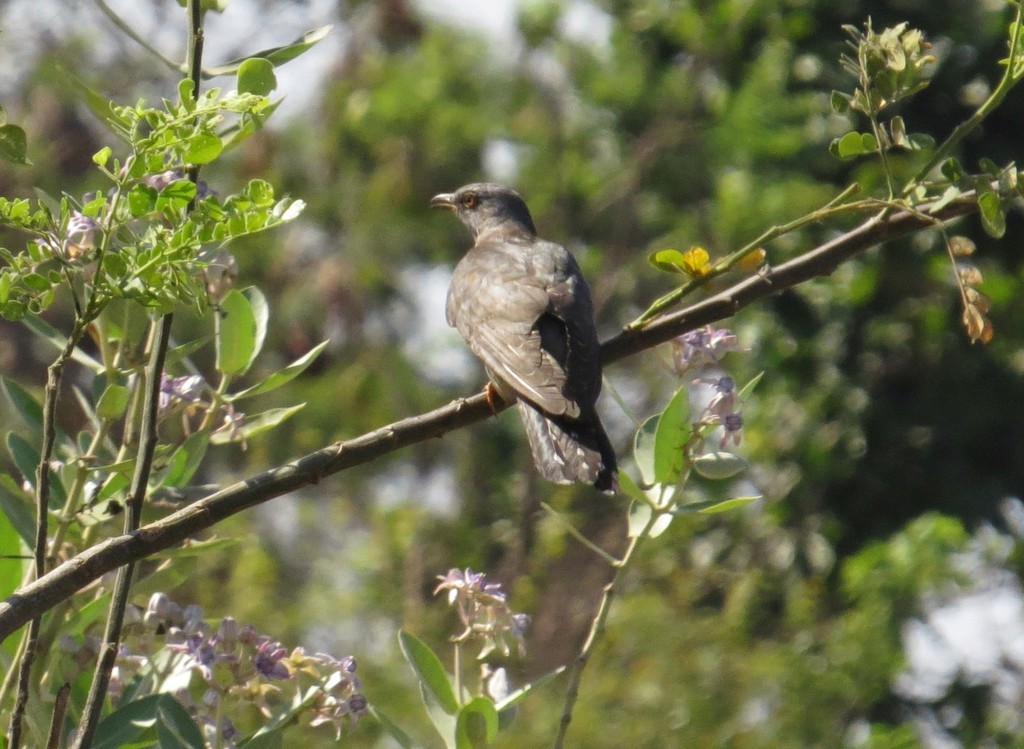 Oriental Cuckoo