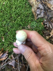 Amanita aestivalis