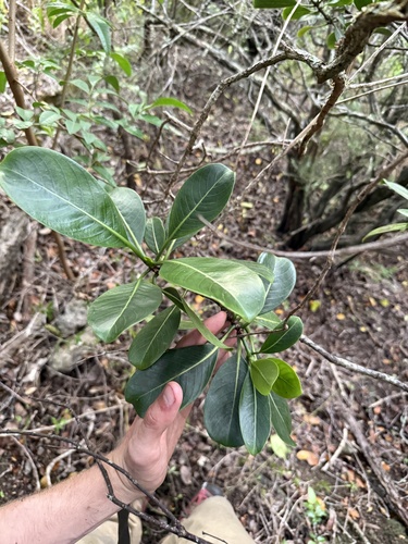 Psychotria mariniana observed 2025-04-15