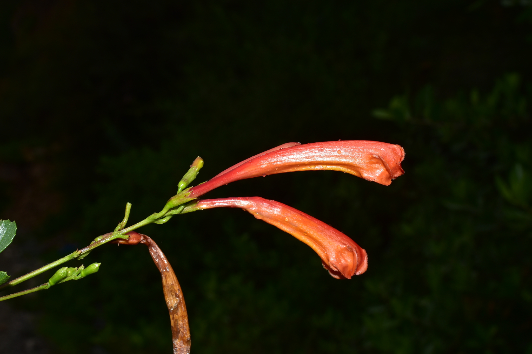 Imagem de Ipê-de-jardim