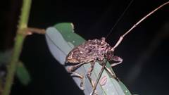 Lagocheirus araneiformis parvulus