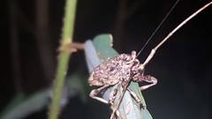 Lagocheirus araneiformis parvulus