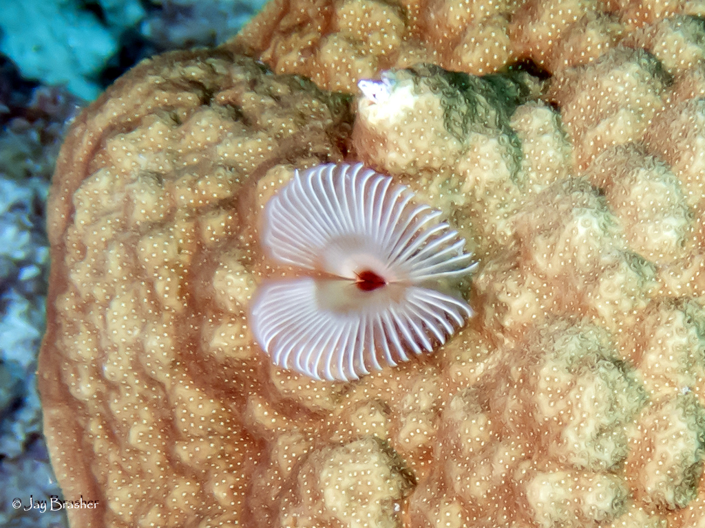 Anamobaea phyllisae