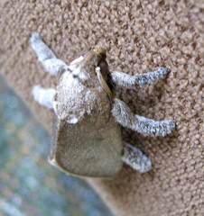 Scopelodes albipalpalis