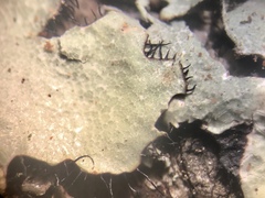 Parmotrema subisidiosum