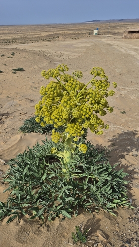 Image of Ferula assa by (c) Анна Митрошенкова, some rights reserved (CC BY)