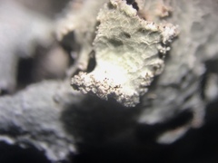 Parmotrema subisidiosum