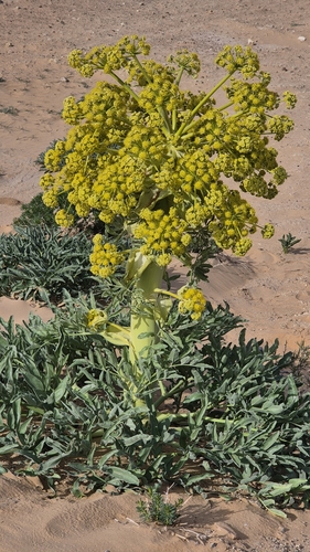 Image of Ferula assa by (c) Анна Митрошенкова, some rights reserved (CC BY)