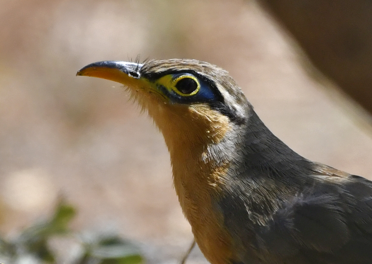 Lesser Ground Cuckoo (Morococcyx erythropygus), photo 9