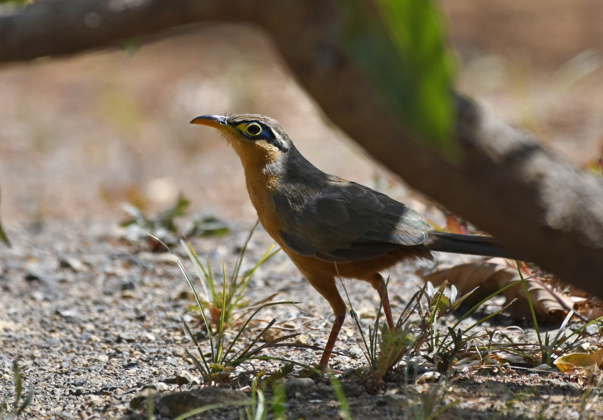 Lesser Ground Cuckoo (Morococcyx erythropygus), photo 10