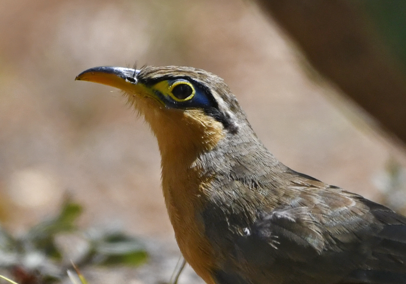 Lesser Ground Cuckoo (Morococcyx erythropygus), photo 7