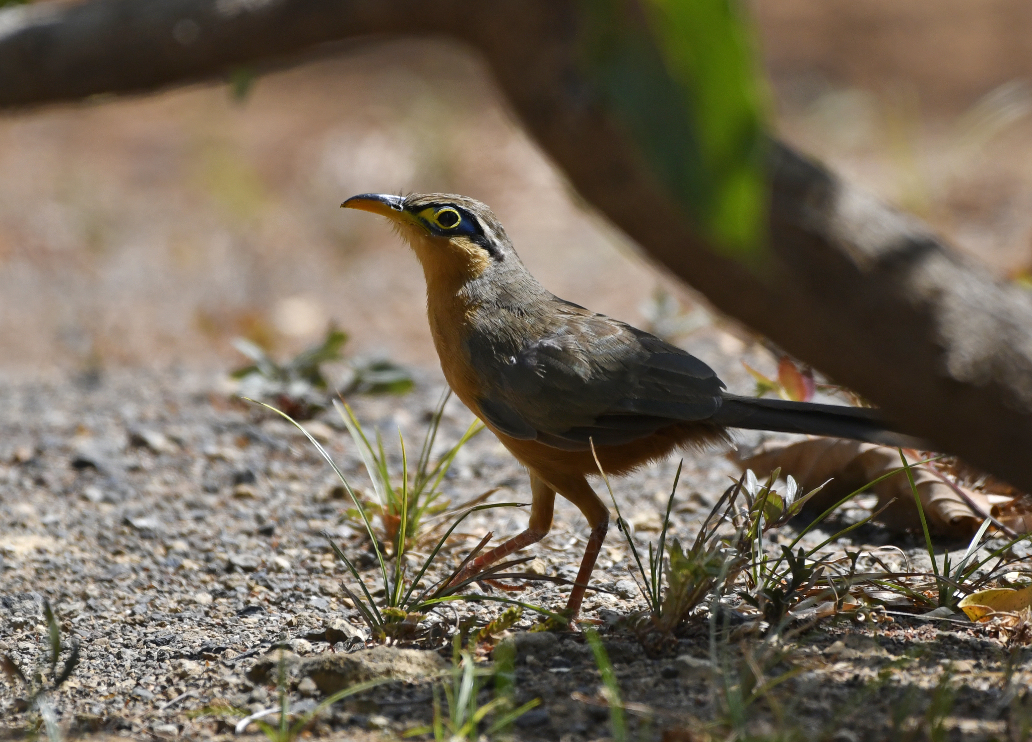 Lesser Ground Cuckoo (Morococcyx erythropygus), photo 8