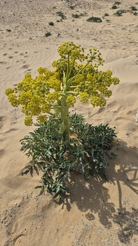 Image of Ferula assa by (c) Анна Митрошенкова, some rights reserved (CC BY)
