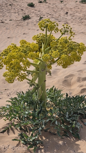 Image of Ferula assa by (c) Анна Митрошенкова, some rights reserved (CC BY)