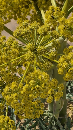 Image of Ferula assa by (c) Анна Митрошенкова, some rights reserved (CC BY)