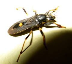 Ectomocoris atrox