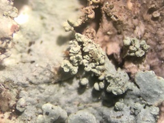 Hypotrachyna showmanii