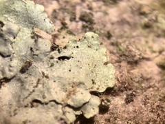 Hypotrachyna showmanii