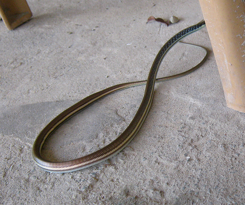 Painted Bronzeback