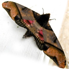 Amplypterus panopus