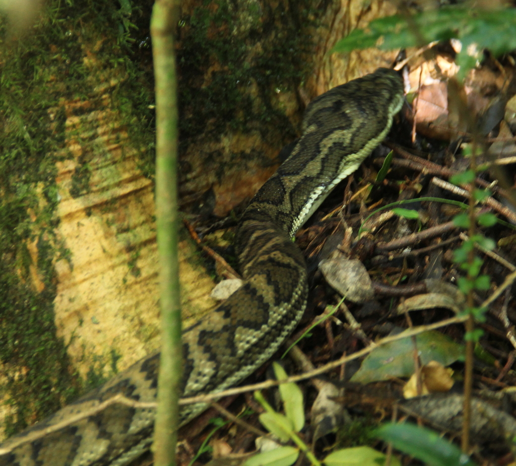 Carpet Python from O'Reilly QLD 4275, Australia on February 10, 2025 at ...