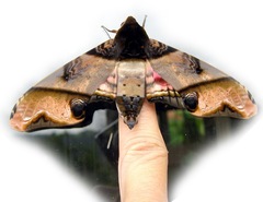Amplypterus panopus
