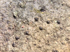 Pseudosagedia guentheri