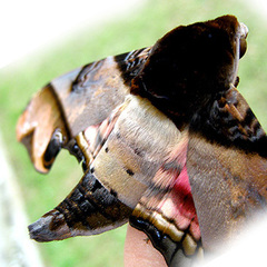 Amplypterus panopus