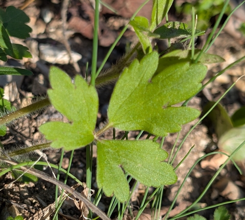 Image of Ranunculus fascicularis by (c) Alan Prather, some rights reserved (CC BY)