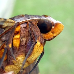 Amplypterus panopus