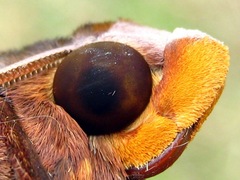 Amplypterus panopus