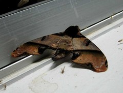 Amplypterus panopus