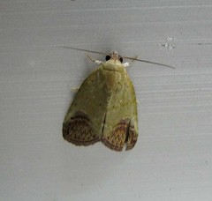 Asinduma exscripta