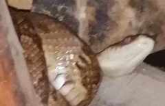 Trimorphodon quadruplex