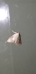 Hypsopygia binodulalis