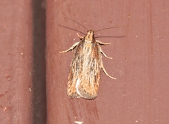 Depressariidae